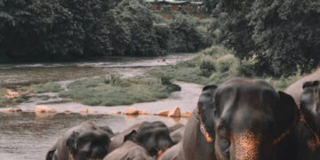 Elephants walking in the river that is drying up