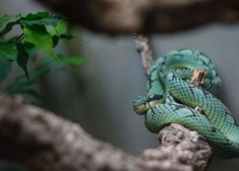 Sri lankan snake