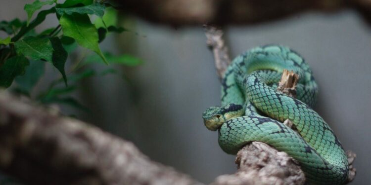 Sri lankan snake