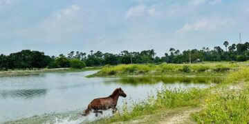 horse running in delft island
