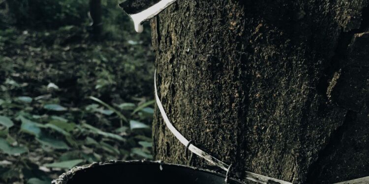 sri lankan rubber tree