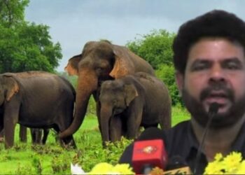 30% of Sri Lanka’s elephants are deaf: Deputy Minister