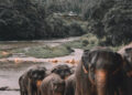 Elephants walking in the river that is drying up