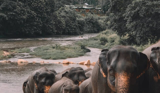 Elephants walking in the river that is drying up