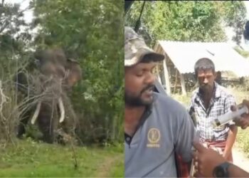 Kawanthissa tusker continues to receive treatment
