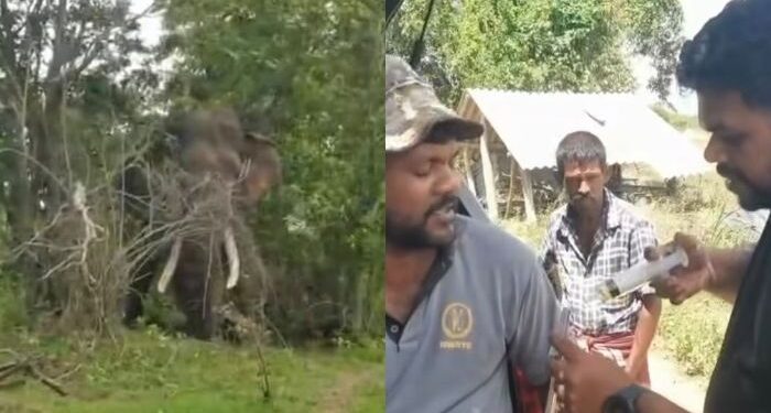 Kawanthissa tusker continues to receive treatment