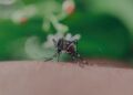 sri lankan mosquito