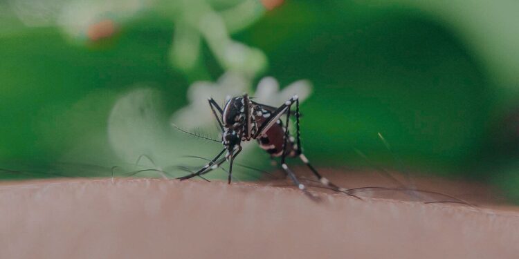 sri lankan mosquito