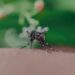 sri lankan mosquito