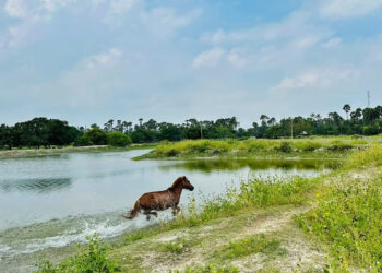 horse running in delft island