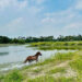 horse running in delft island