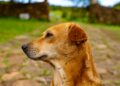 sri lankan dog