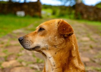 sri lankan dog
