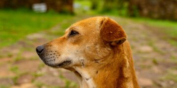 sri lankan dog