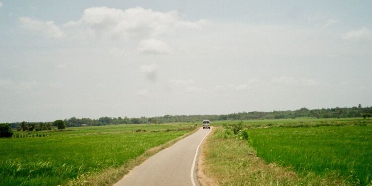 sri lankan roads in between paddy field