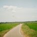 sri lankan roads in between paddy field