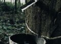sri lankan rubber tree