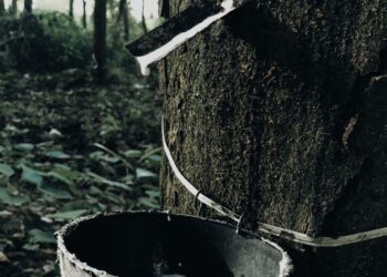 sri lankan rubber tree