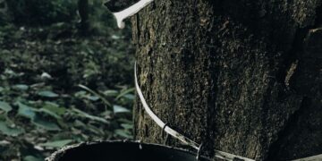 sri lankan rubber tree