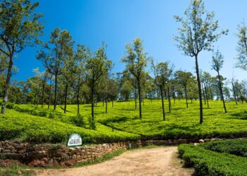 tea plantations in sri lanka
