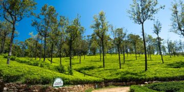 tea plantations in sri lanka