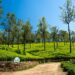 tea plantations in sri lanka
